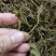 野生中药材，带根一支箭，蛇须草蛇咬子，新货足干