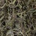 野生中药材，带根一支箭，蛇须草蛇咬子，新货足干