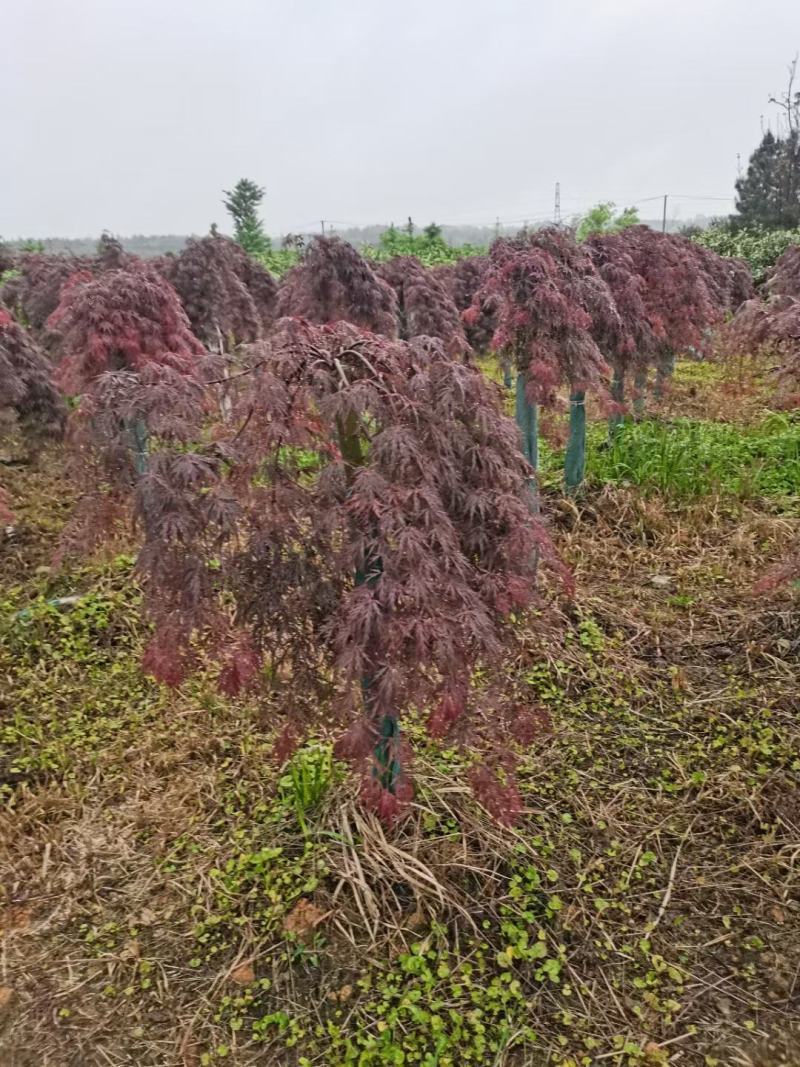 红小绣，流泉枫，三季红，羽毛枫，日本红枫，中国红，鸡爪槭