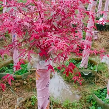 红小绣，流泉枫，三季红，羽毛枫，日本红枫，中国红，鸡爪槭