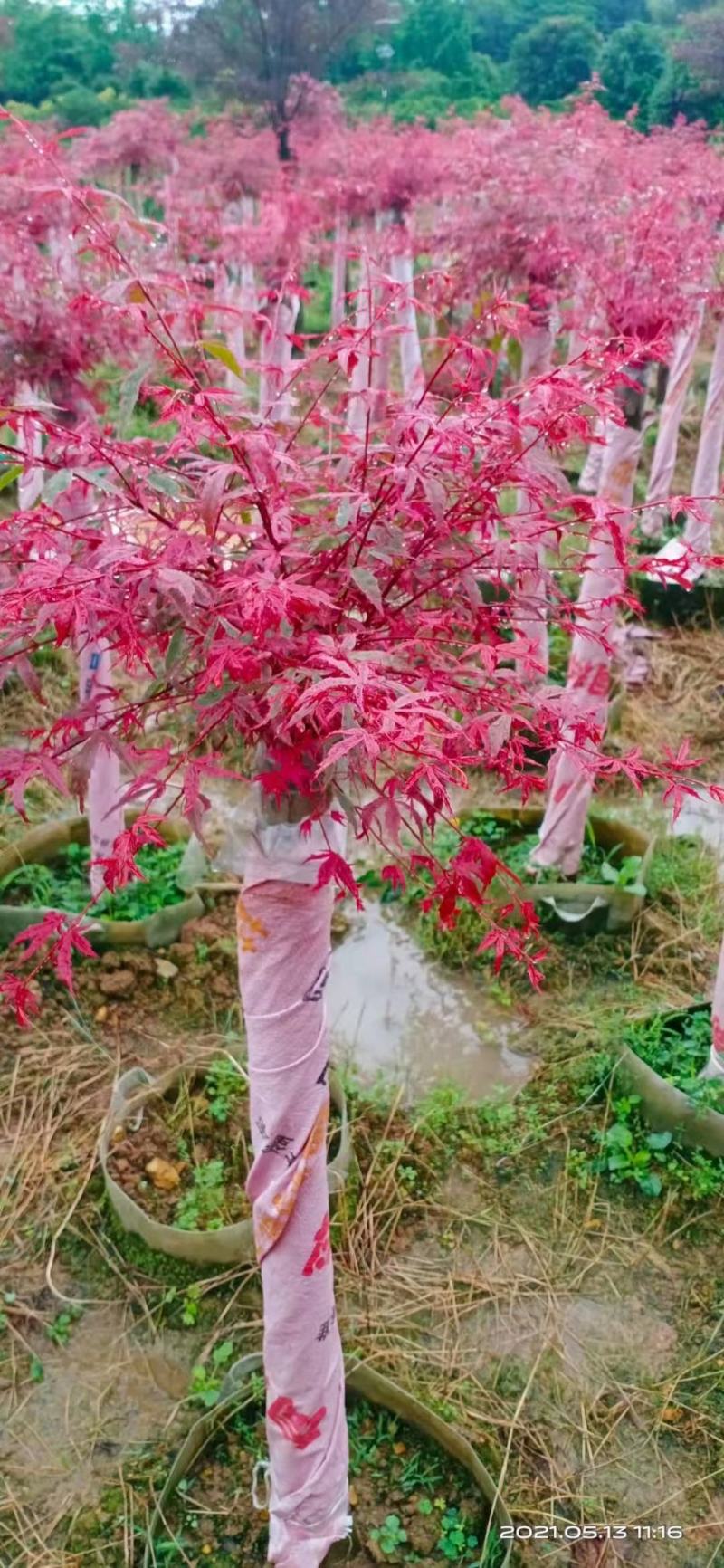 红小绣，流泉枫，三季红，羽毛枫，日本红枫，中国红，鸡爪槭