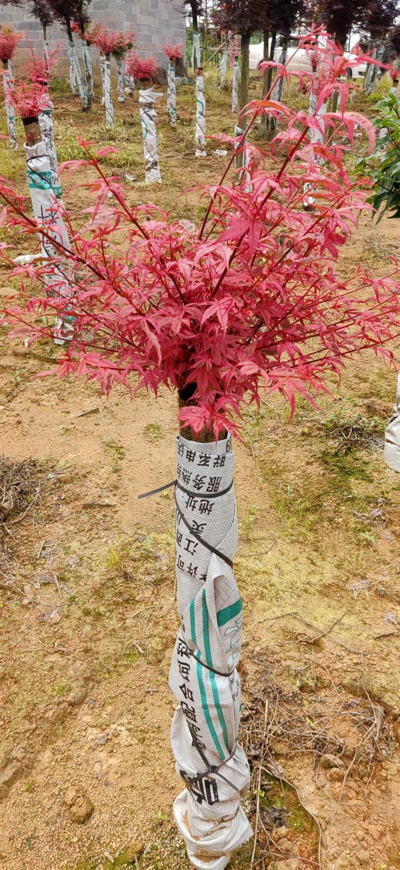 红小绣，流泉枫，三季红，羽毛枫，日本红枫，中国红，鸡爪槭