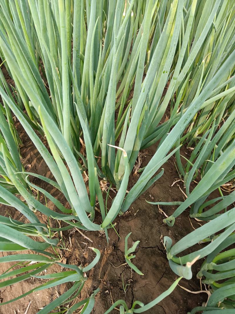 长白大葱葱苗30cm