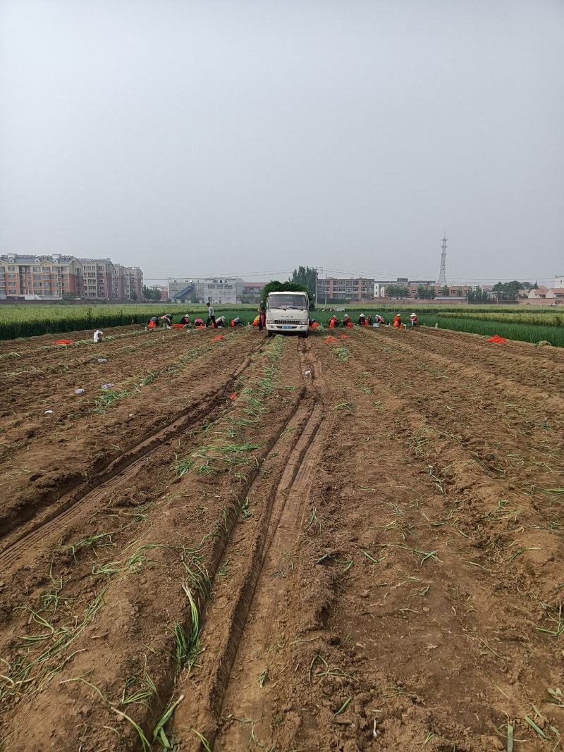 长白大葱葱苗30cm