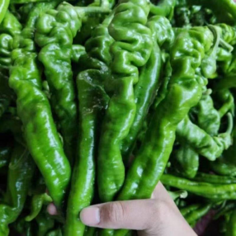 精品螺丝椒大量上市，需要联系