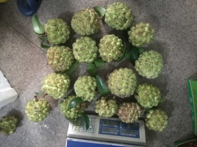 布福娜