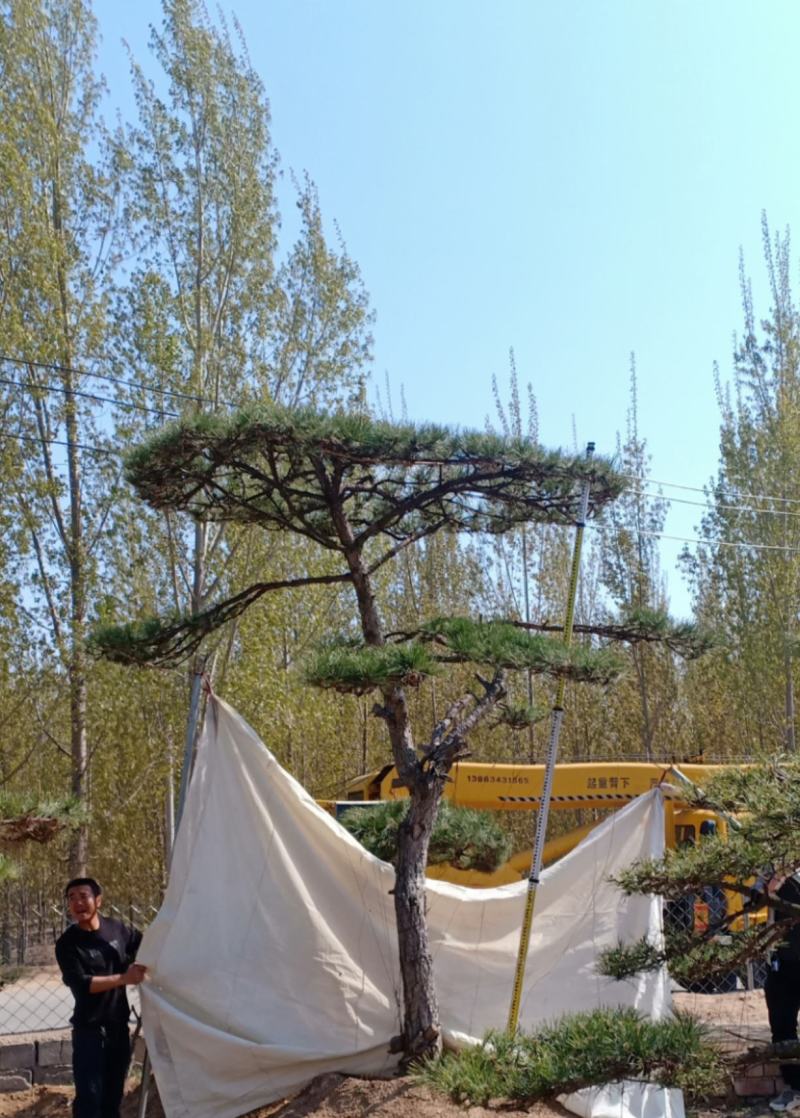 造型松视频看货，基地直发，包技术指导，成活率高