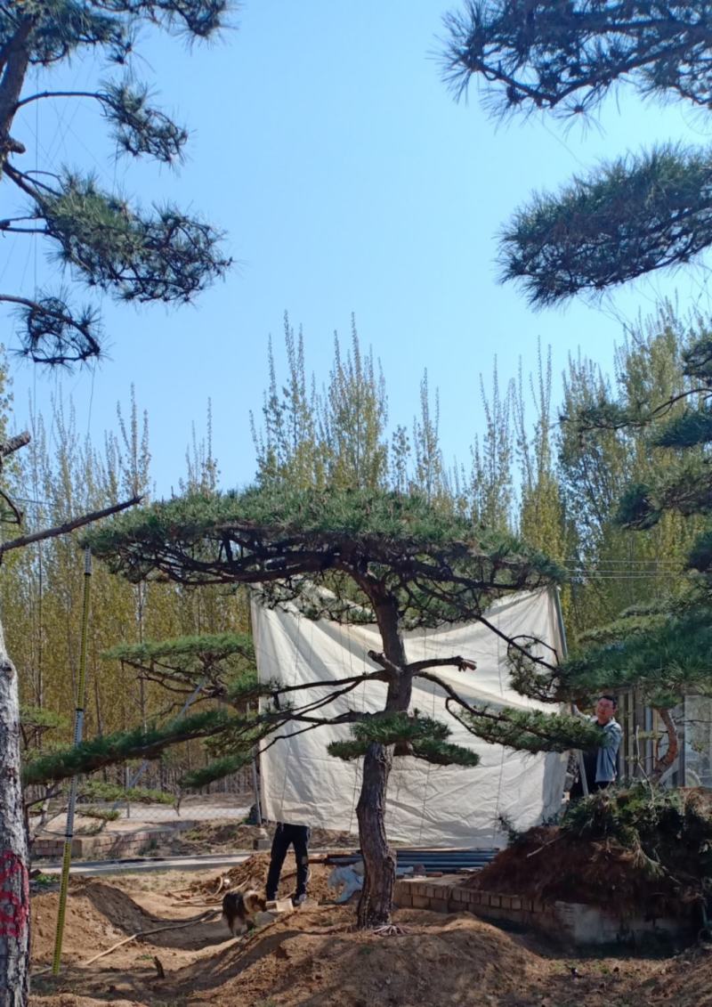 造型松视频看货，基地直发，包技术指导，成活率高