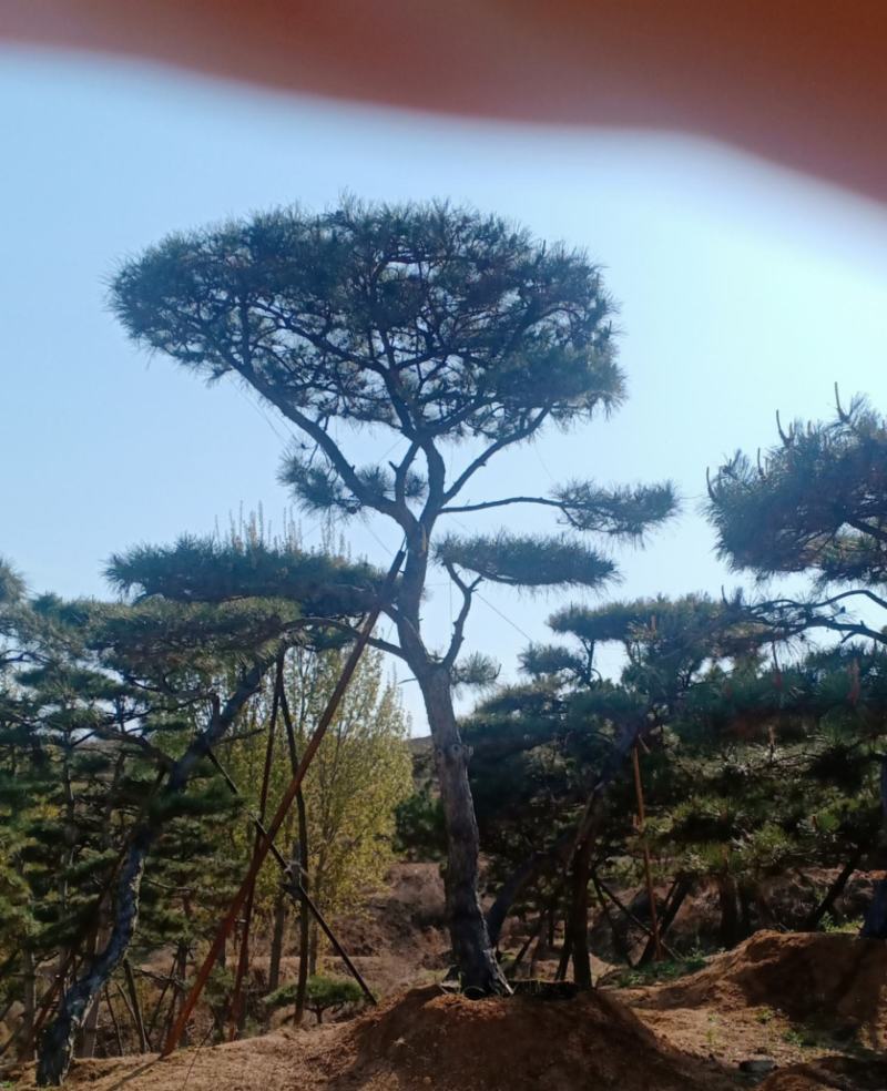 造型松视频看货，基地直发，包技术指导，成活率高