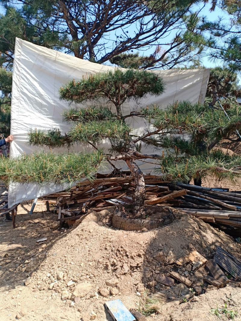 造型松视频看货，基地直发，包技术指导，成活率高