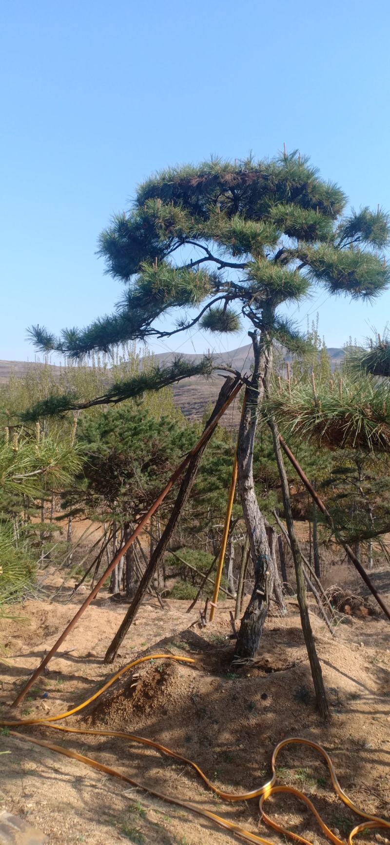 造型松视频看货，基地直发，包技术指导，成活率高