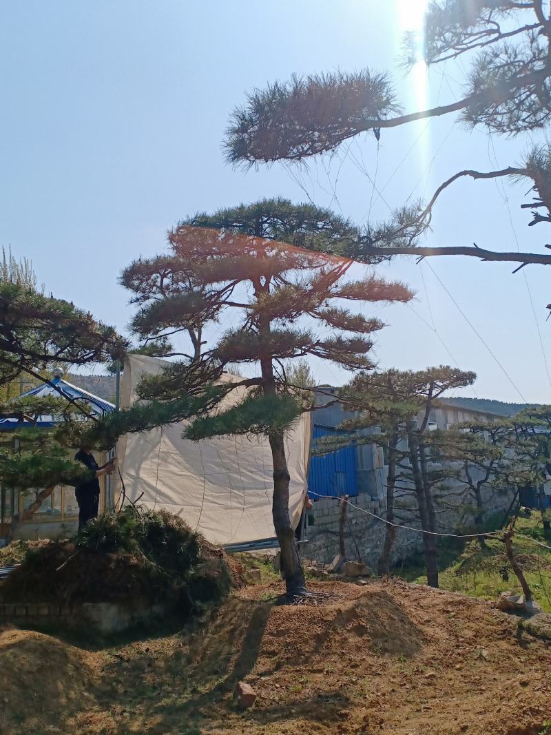 造型松视频看货，基地直发，包技术指导，成活率高