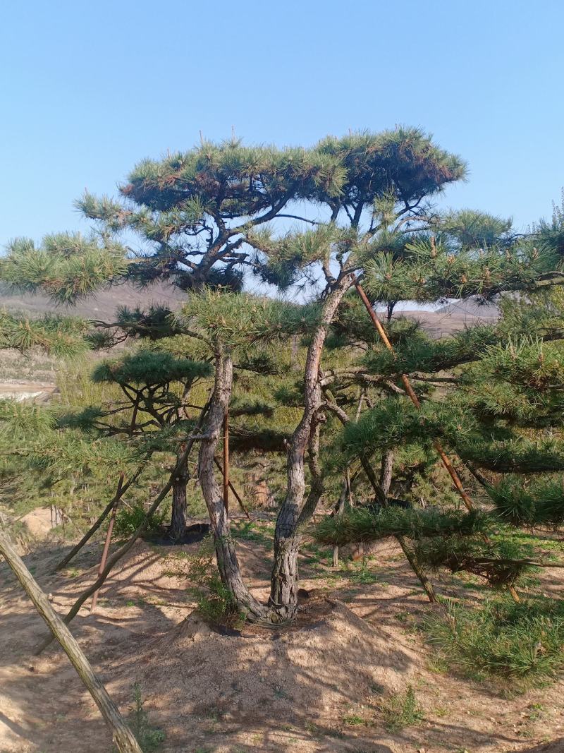 造型松视频看货，基地直发，包技术指导，成活率高