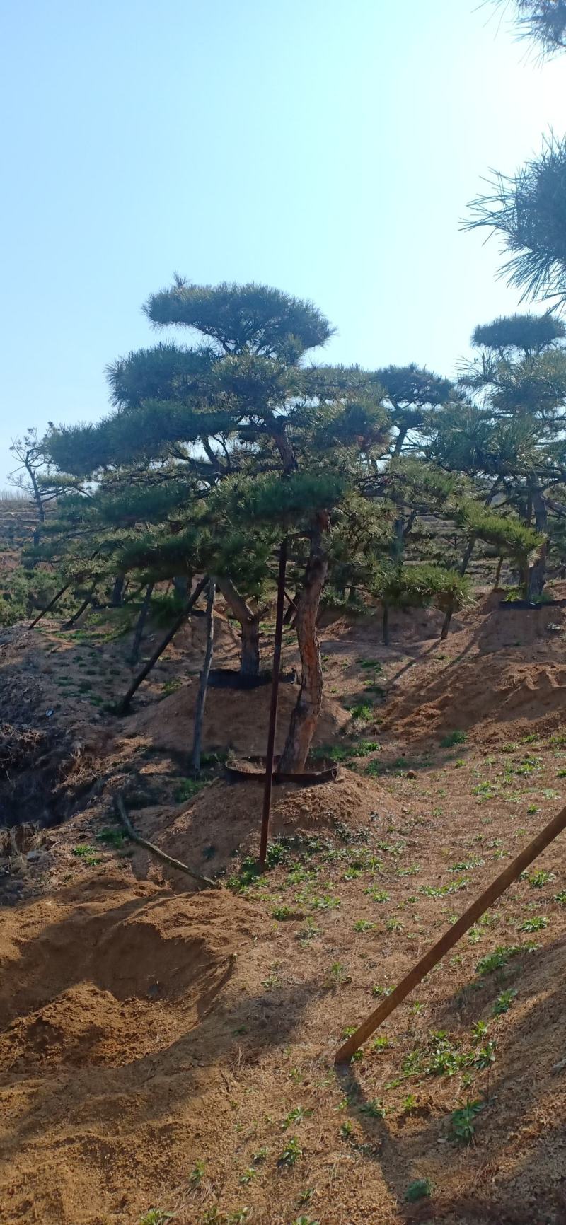 造型松视频看货，基地直发，包技术指导，成活率高