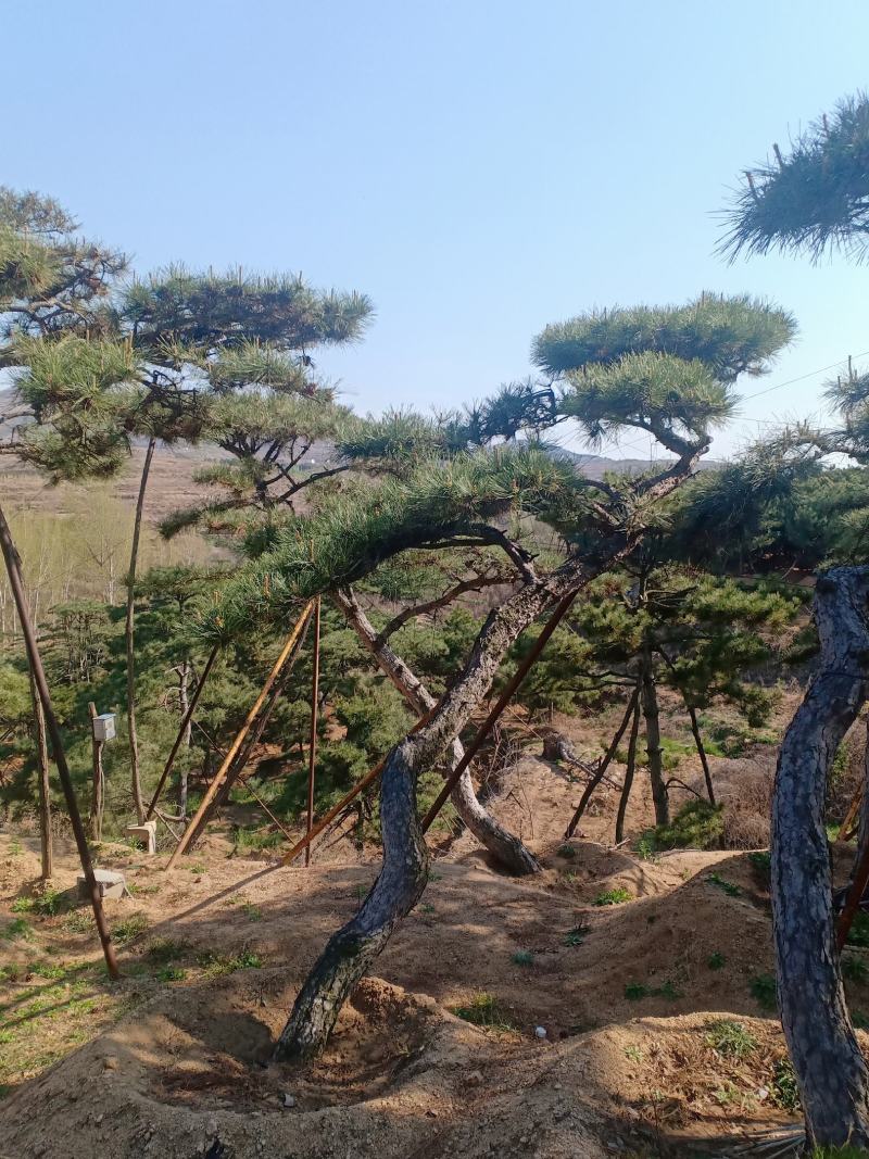 造型松视频看货，基地直发，包技术指导，成活率高