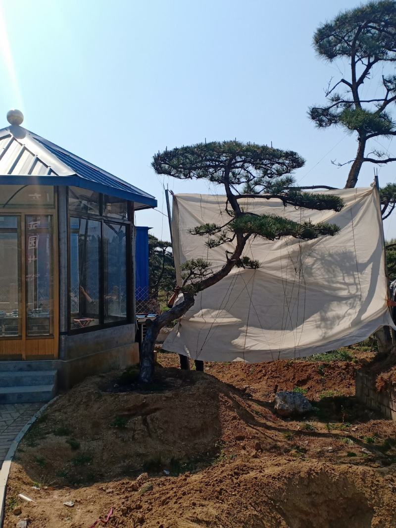 造型松视频看货，基地直发，包技术指导，成活率高