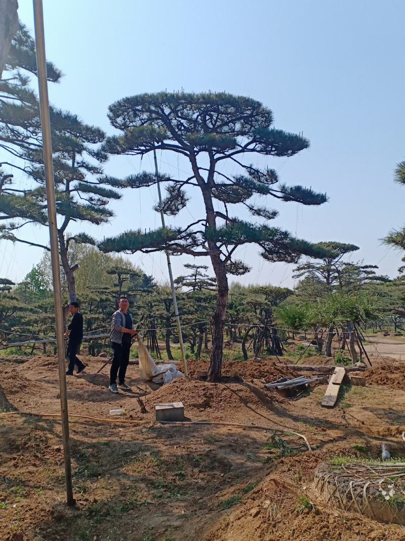 造型松视频看货，基地直发，包技术指导，成活率高