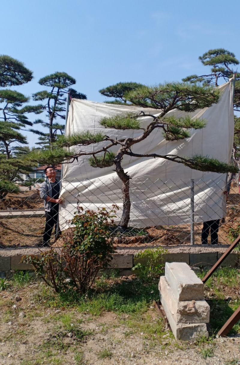 造型松视频看货，基地直发，包技术指导，成活率高