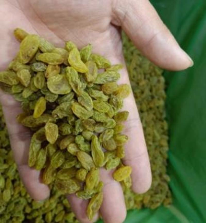 新疆特产绿宝石大颗粒葡萄干厂家直供品质好