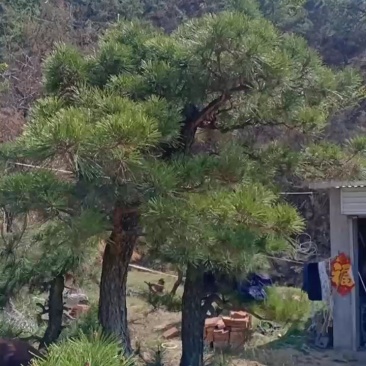 造型景观树基地直发，成活率高，包技术指导，可以视频看货