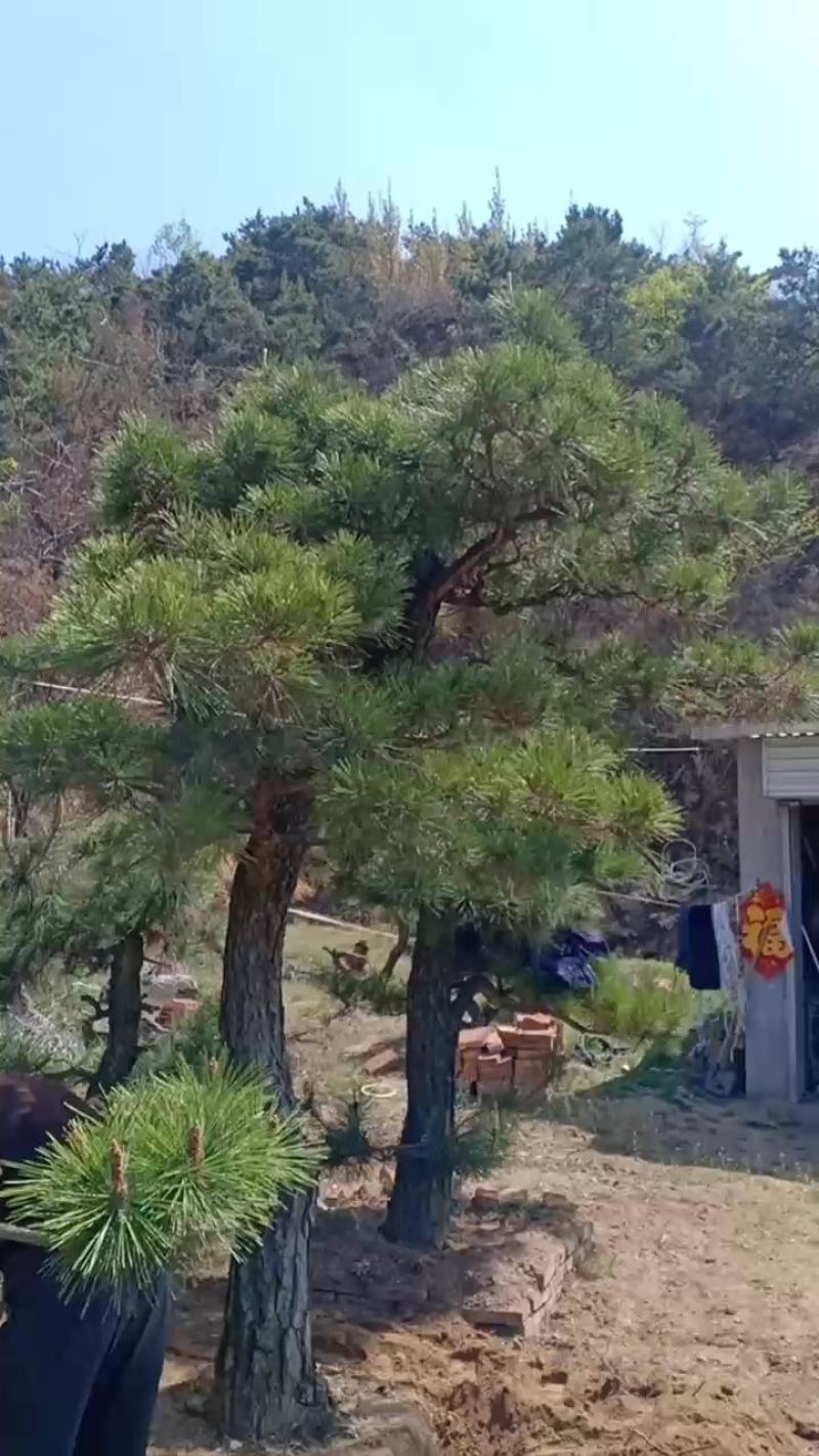 造型景观树基地直发，成活率高，包技术指导，可以视频看货