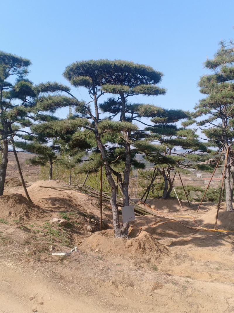 造型景观树基地直发，成活率高，包技术指导，可以视频看货