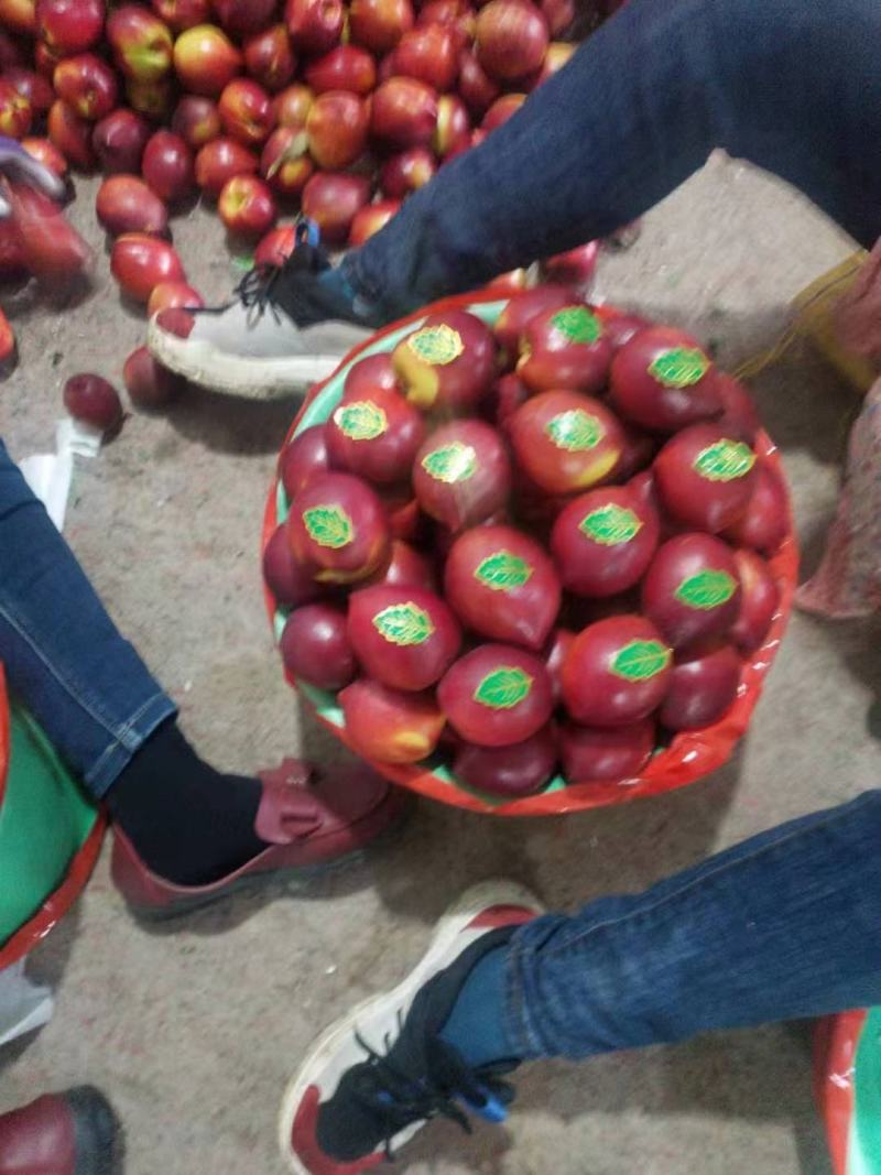 中油四油桃棚内油桃早熟甜桃，有质，有量