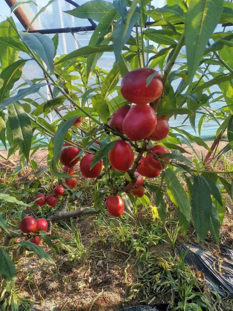 中油四油桃棚内油桃早熟甜桃，有质，有量