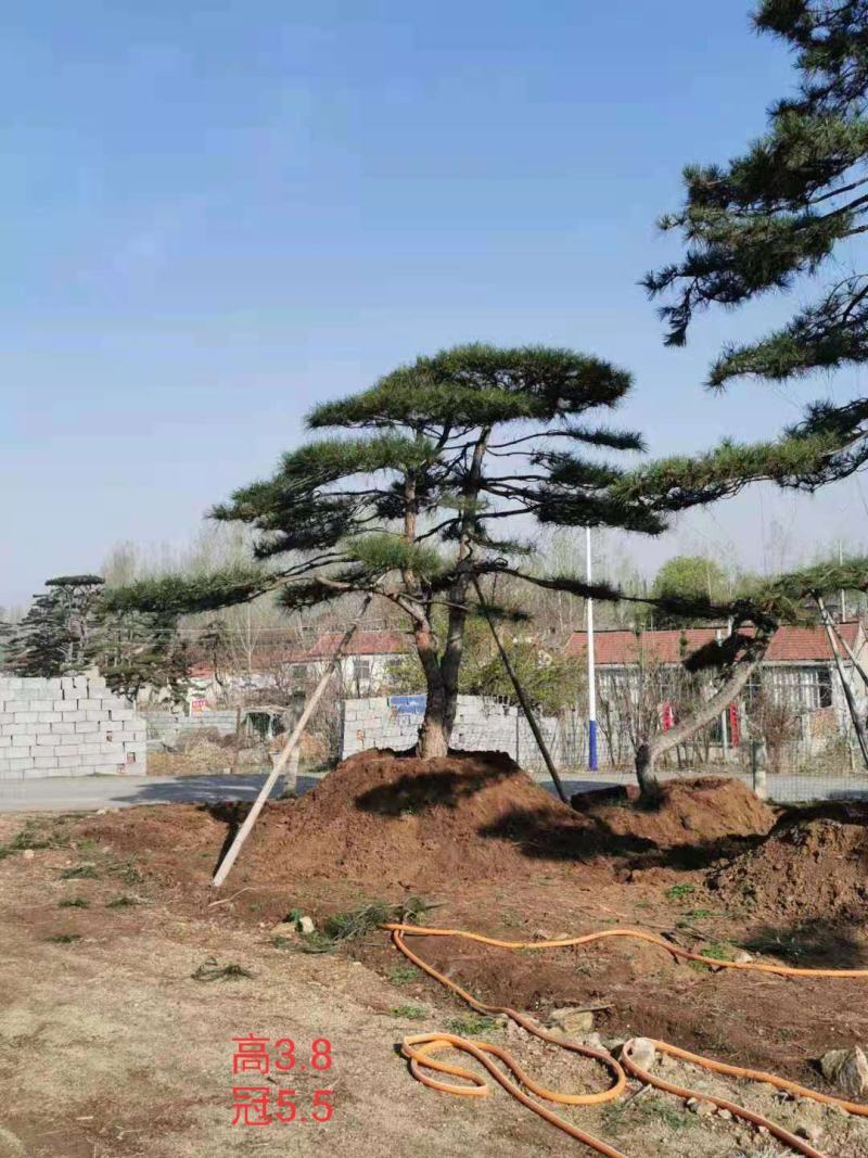 造型景观树基地直发，成活率高，包技术指导，可以视频看货