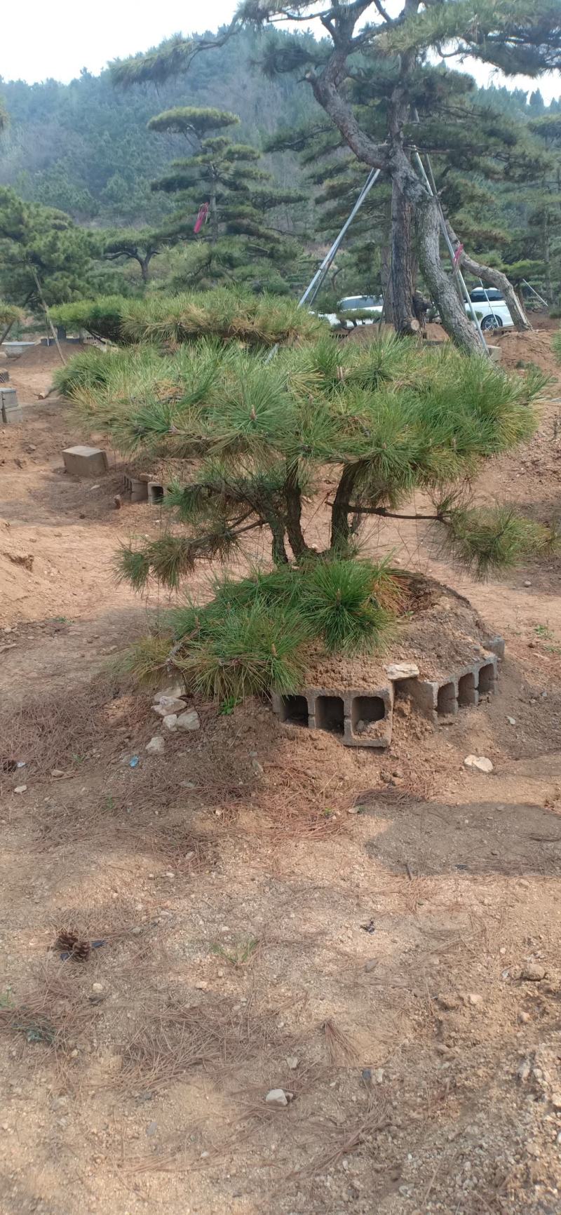 造型景观树基地直发，成活率高，包技术指导，可以视频看货