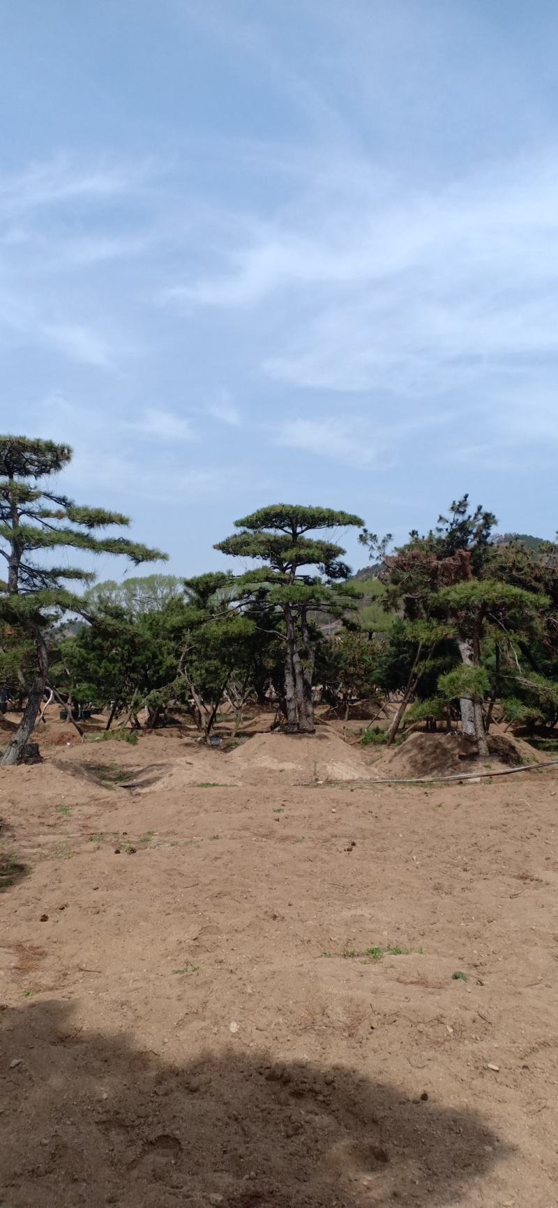 造型景观树基地直发，成活率高，包技术指导，可以视频看货