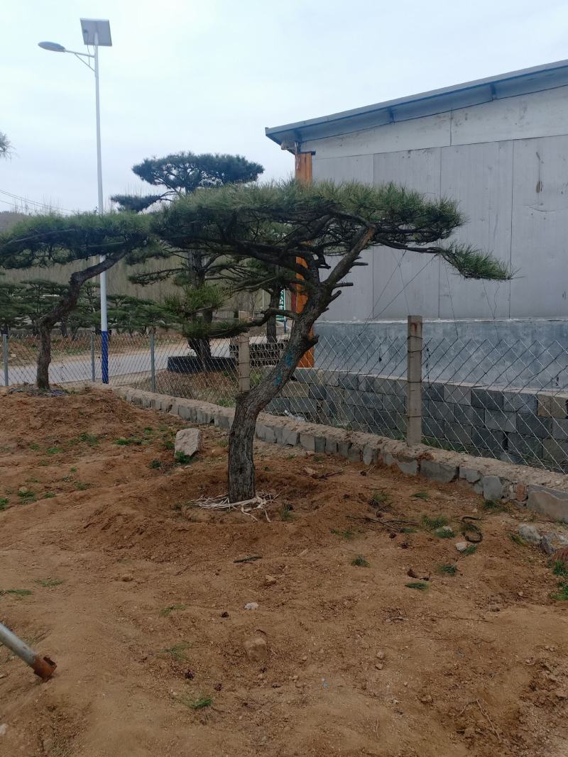 造型景观树基地直发，成活率高，包技术指导，可以视频看货