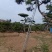 造型景观树基地直发，成活率高，包技术指导，可以视频看货