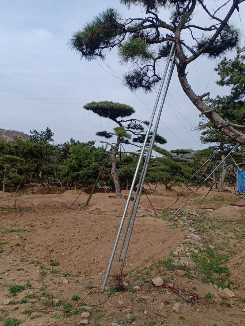 造型景观树基地直发，成活率高，包技术指导，可以视频看货