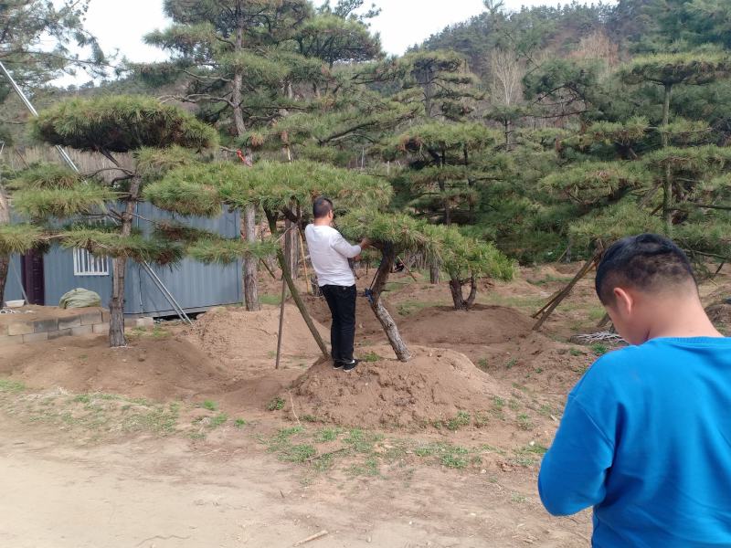 造型景观树基地直发，成活率高，包技术指导，可以视频看货