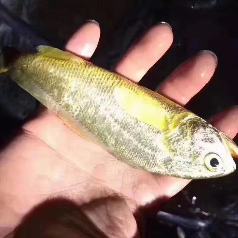 黄花鱼