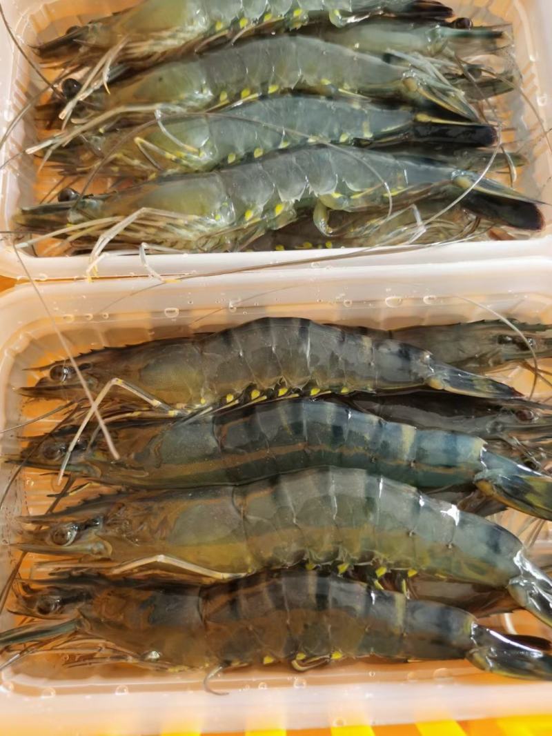 黑虎虾