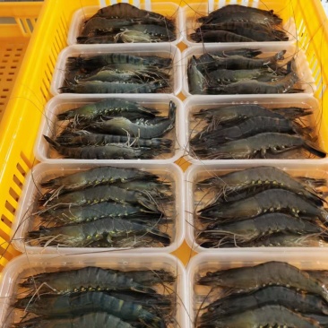 黑虎虾