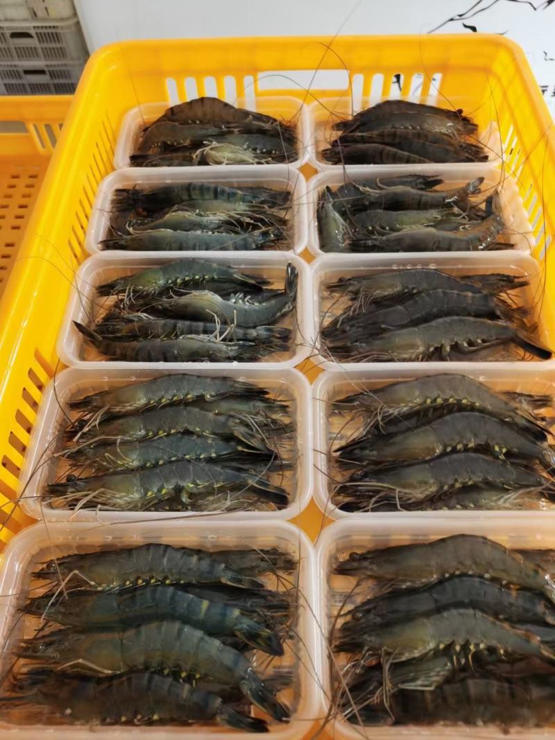 黑虎虾