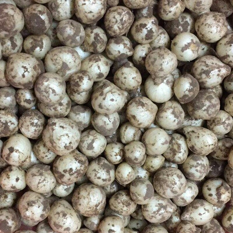 野蒜苗小根蒜野葱苦藠薤白野蒜根种
