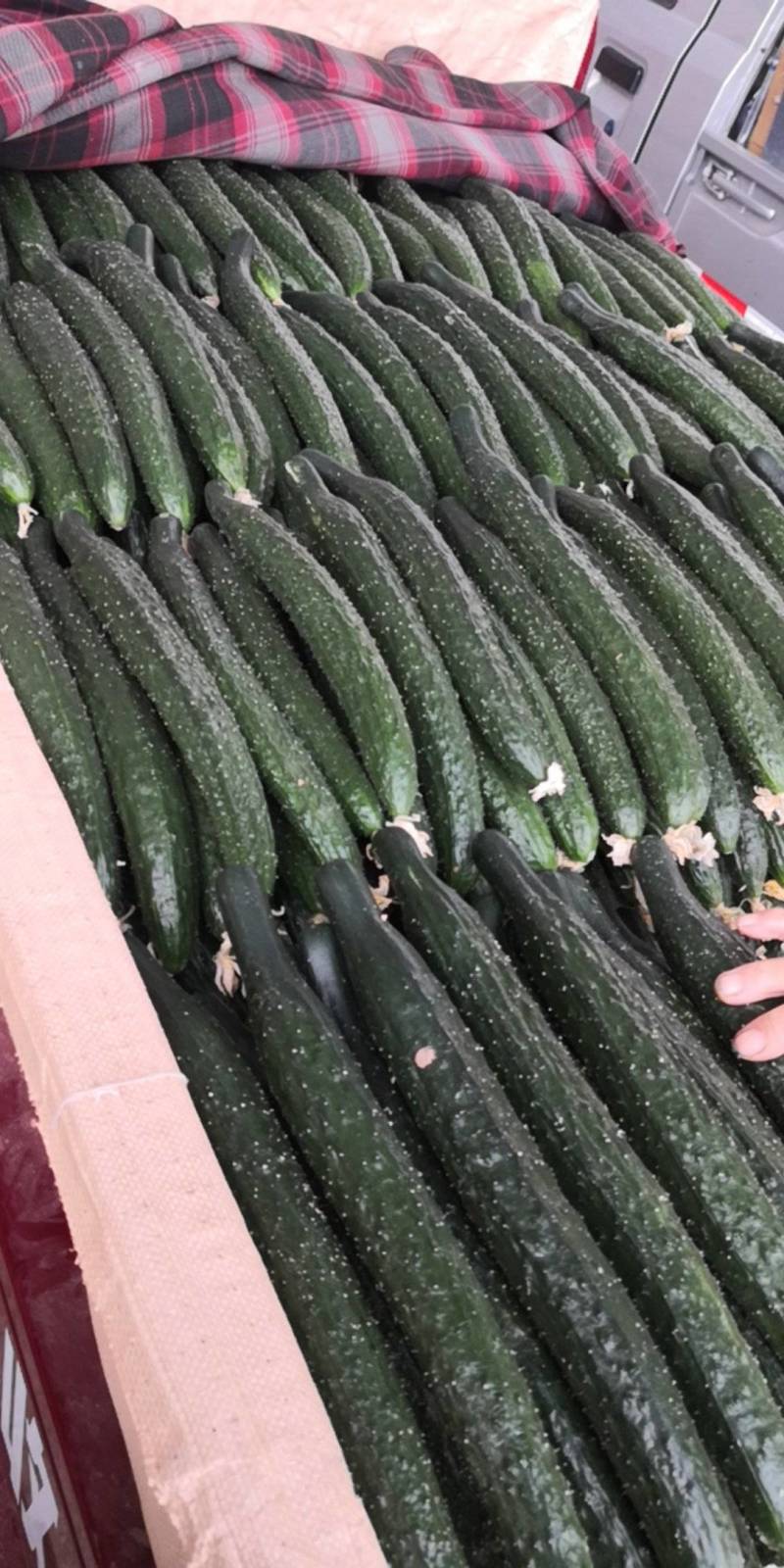 精品黄瓜基地直发，量大。欢迎全国各地的友人前来选购