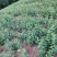 精选樱桃苗毛樱桃山樱桃四川樱桃苗自家苗圃种植品质保证