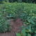 精选樱桃苗毛樱桃山樱桃四川樱桃苗自家苗圃种植品质保证