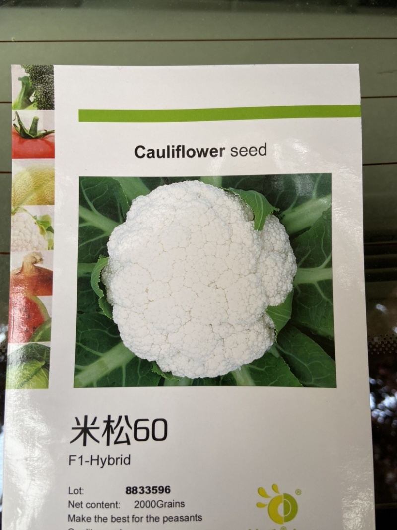 米松60，耐热松花菜种子