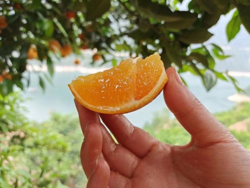最喜欢伦晚脐橙香甜水润，新鲜下树才有的浓浓的香、清润