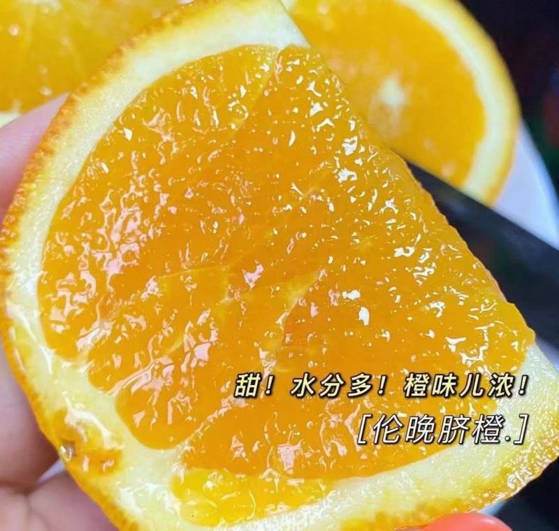 最喜欢伦晚脐橙香甜水润，新鲜下树才有的浓浓的香、清润