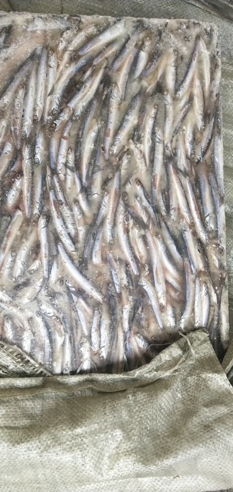 饲料鱼提鱼，涨价中，有用的老板速度订购