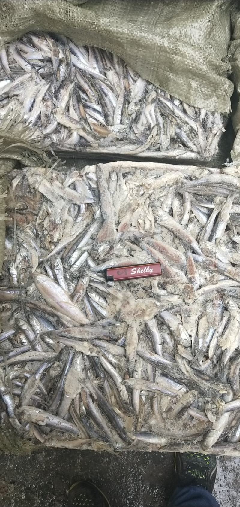 饲料鱼提鱼，涨价中，有用的老板速度订购