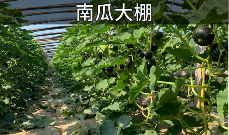 板栗南瓜新鲜现摘现发粉糯香甜粗粮杂粮低脂货源充足支持一件