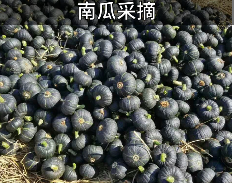 板栗南瓜新鲜现摘现发粉糯香甜粗粮杂粮低脂货源充足支持一件